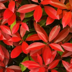 Glanzmispel Photinia 'Red Robin' - Rote Blätter, sofort Sichtschutz