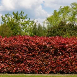 Glanzmispel 'Red Robin' (x3) - Leuchtend rote Blattspitzen