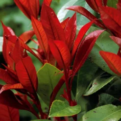 Glanzmispel 'Red Robin' (x3) - Leuchtend rote Blattspitzen