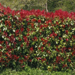 Glanzmispel 'Red Robin' (x3) - Leuchtend rote Blattspitzen