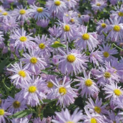 Glattblatt-Aster 'Fellowship' - Rosa Blütenmeer im Herbst