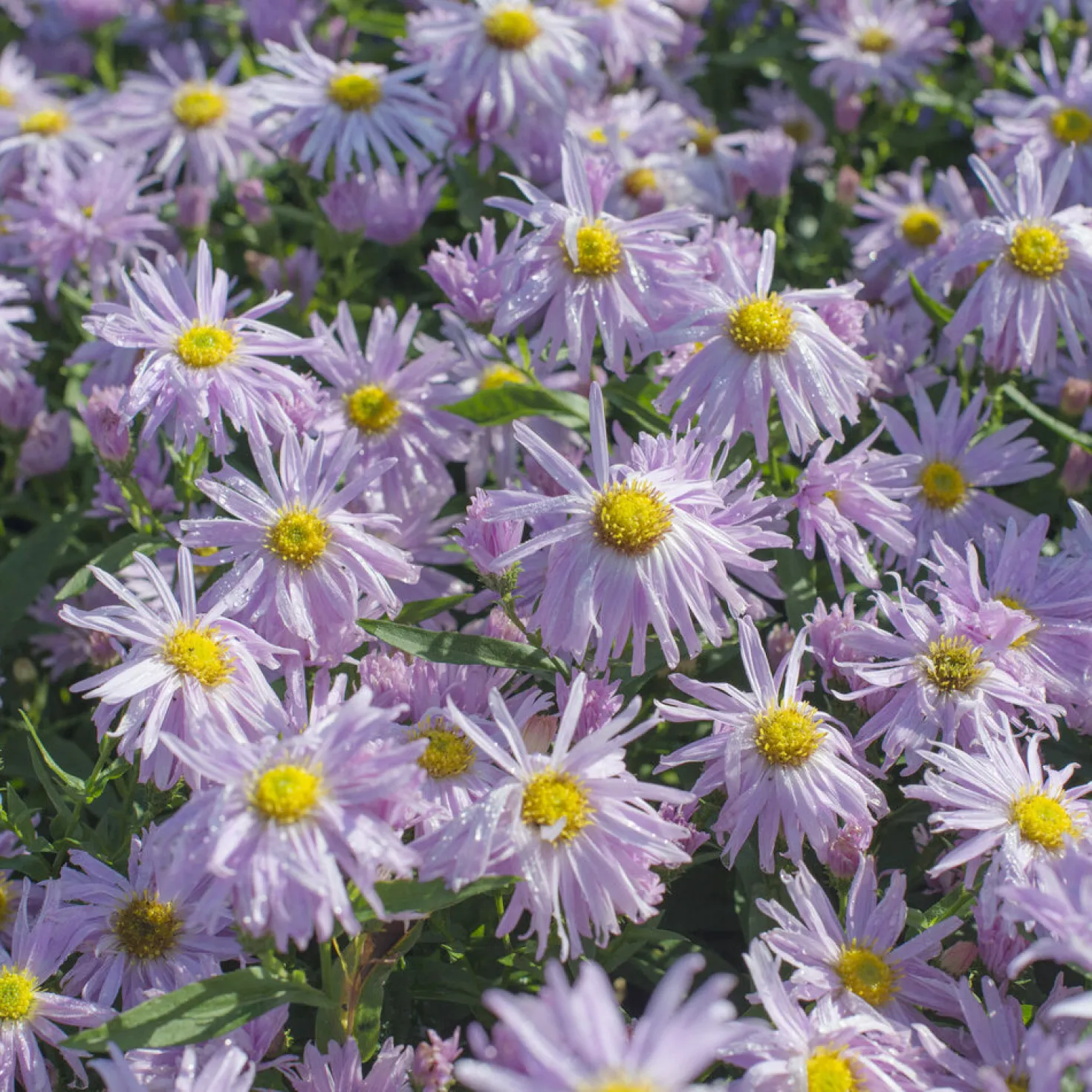 Glattblatt-Aster 'Fellowship' - Rosa Blütenmeer im Herbst