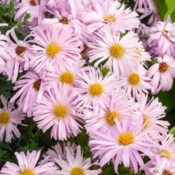 Glattblatt-Aster 'Fellowship' - Rosa Blütenmeer im Herbst