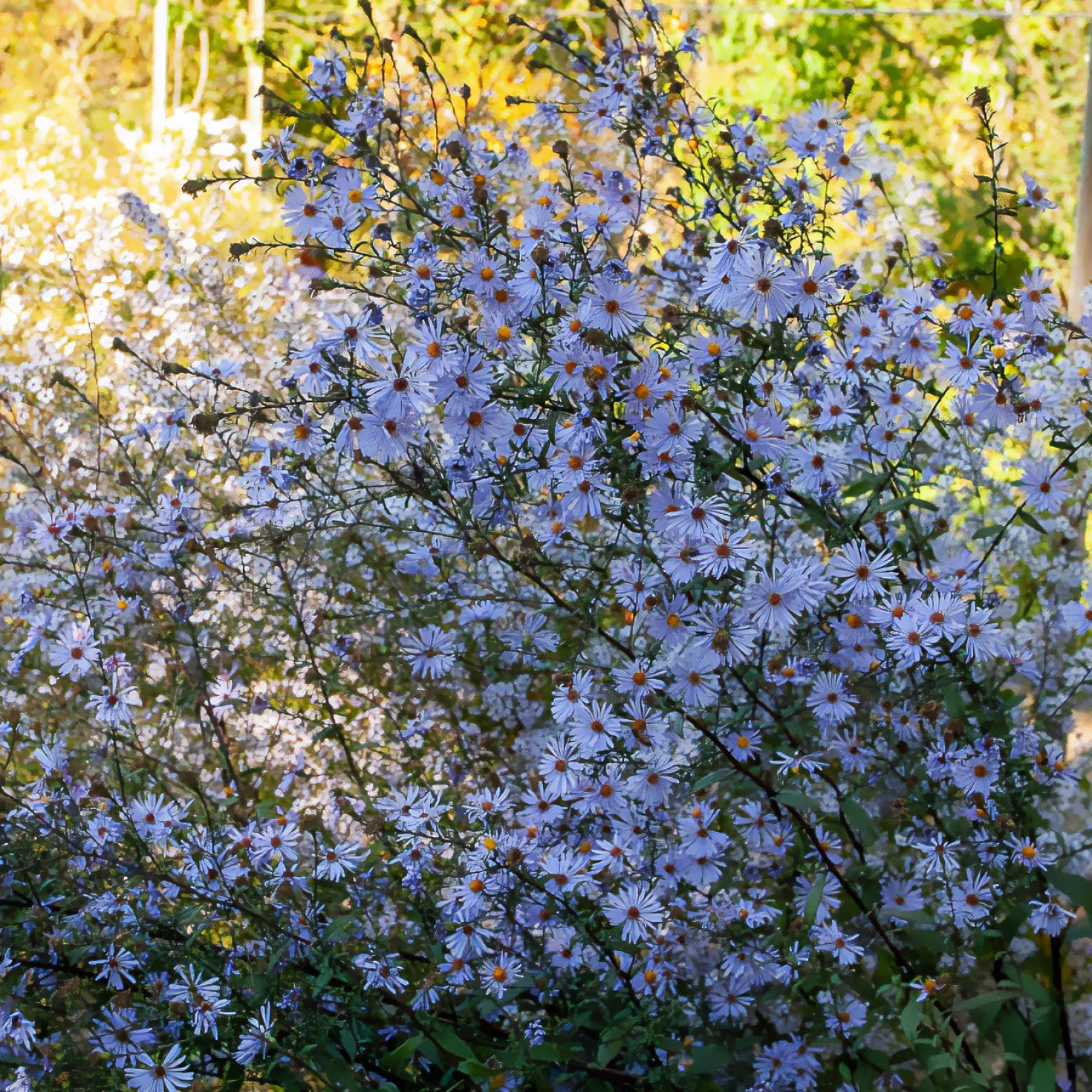 Glatte Aster 'Calliope' - Farbe bis in den Herbst