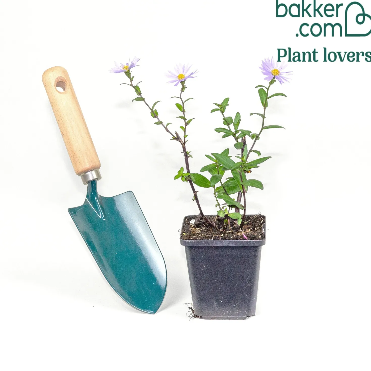 Glatte Aster 'Calliope' - Farbe bis in den Herbst