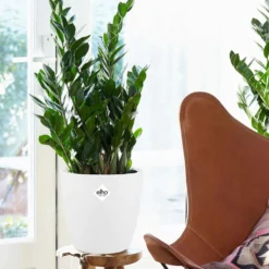 Glücksfeder in weißem Blumentopf - Glücksfeder, sehr robust