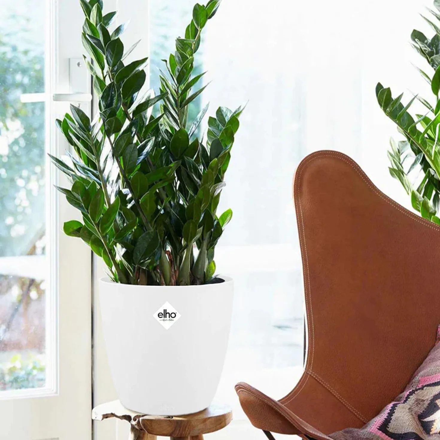 Glücksfeder in weißem Blumentopf - Glücksfeder, sehr robust