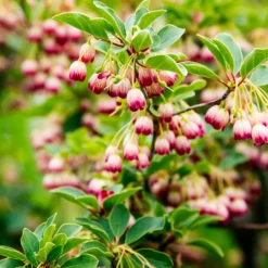 Glocken-Andromede ‘Red Bells’ - Rote Glöckchen im Frühling