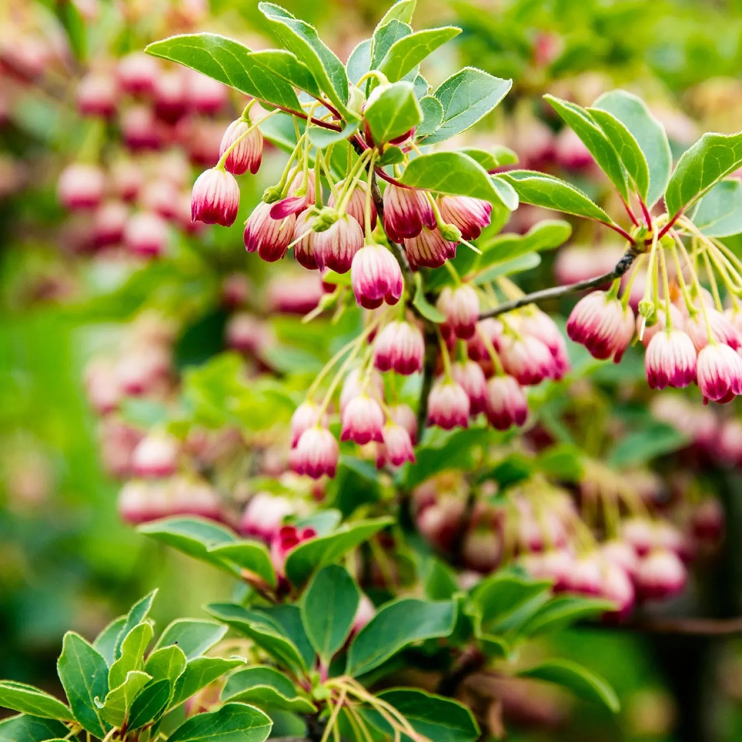 Glocken-Andromede ‘Red Bells’ - Rote Glöckchen im Frühling