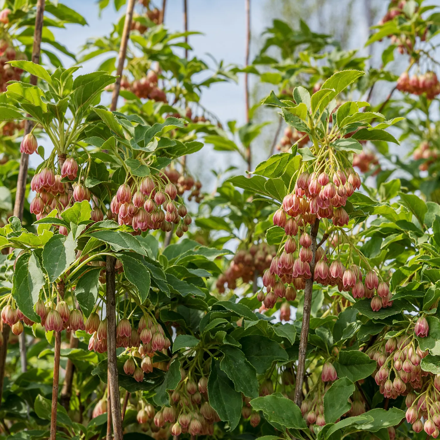 Glocken-Andromede ‘Red Bells’ - Rote Glöckchen im Frühling