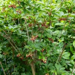 Glocken-Andromede ‘Red Bells’ - Rote Glöckchen im Frühling