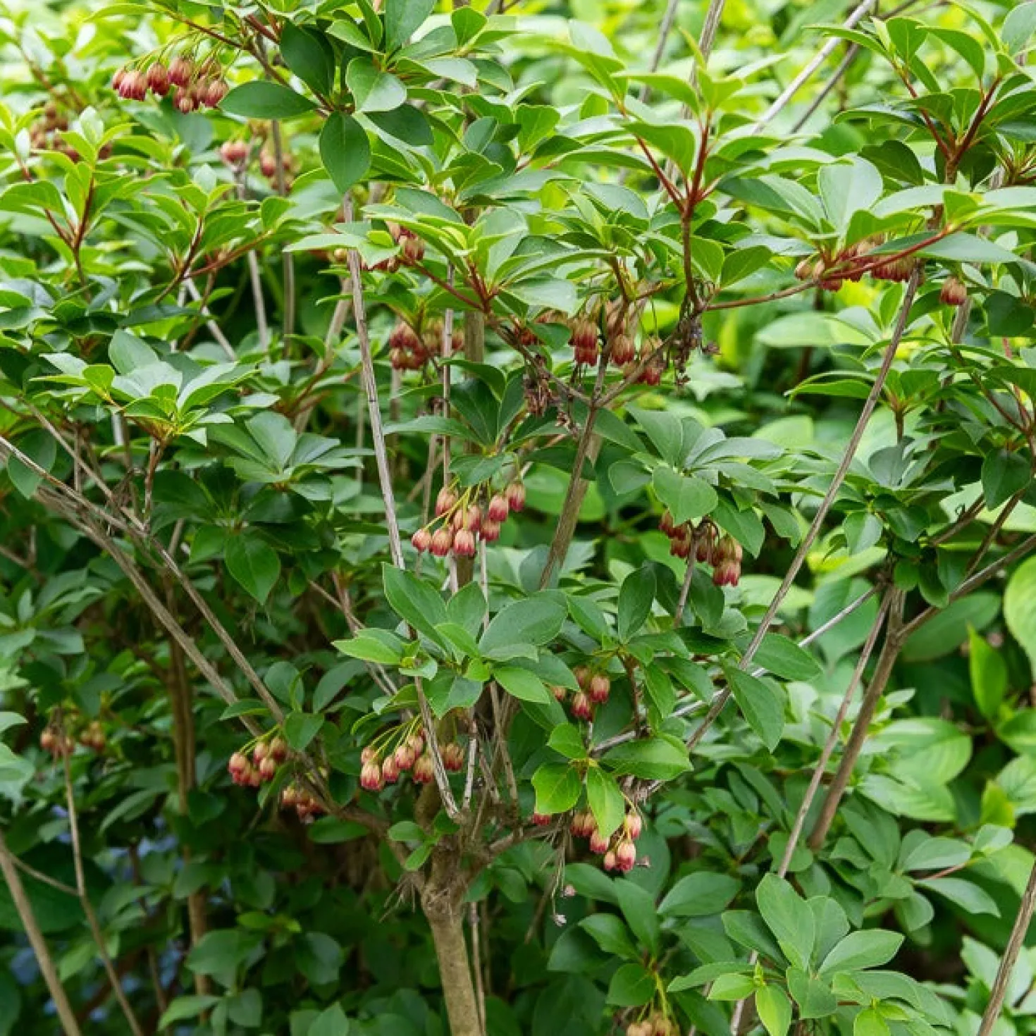 Glocken-Andromede ‘Red Bells’ - Rote Glöckchen im Frühling