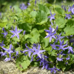 Glockenblume - Blütenteppich in Violett