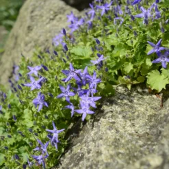Glockenblume - Blütenteppich in Violett