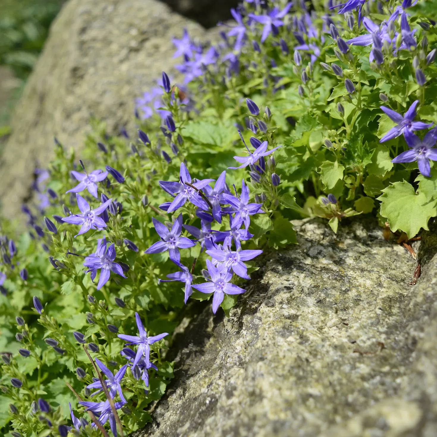 Glockenblume - Blütenteppich in Violett