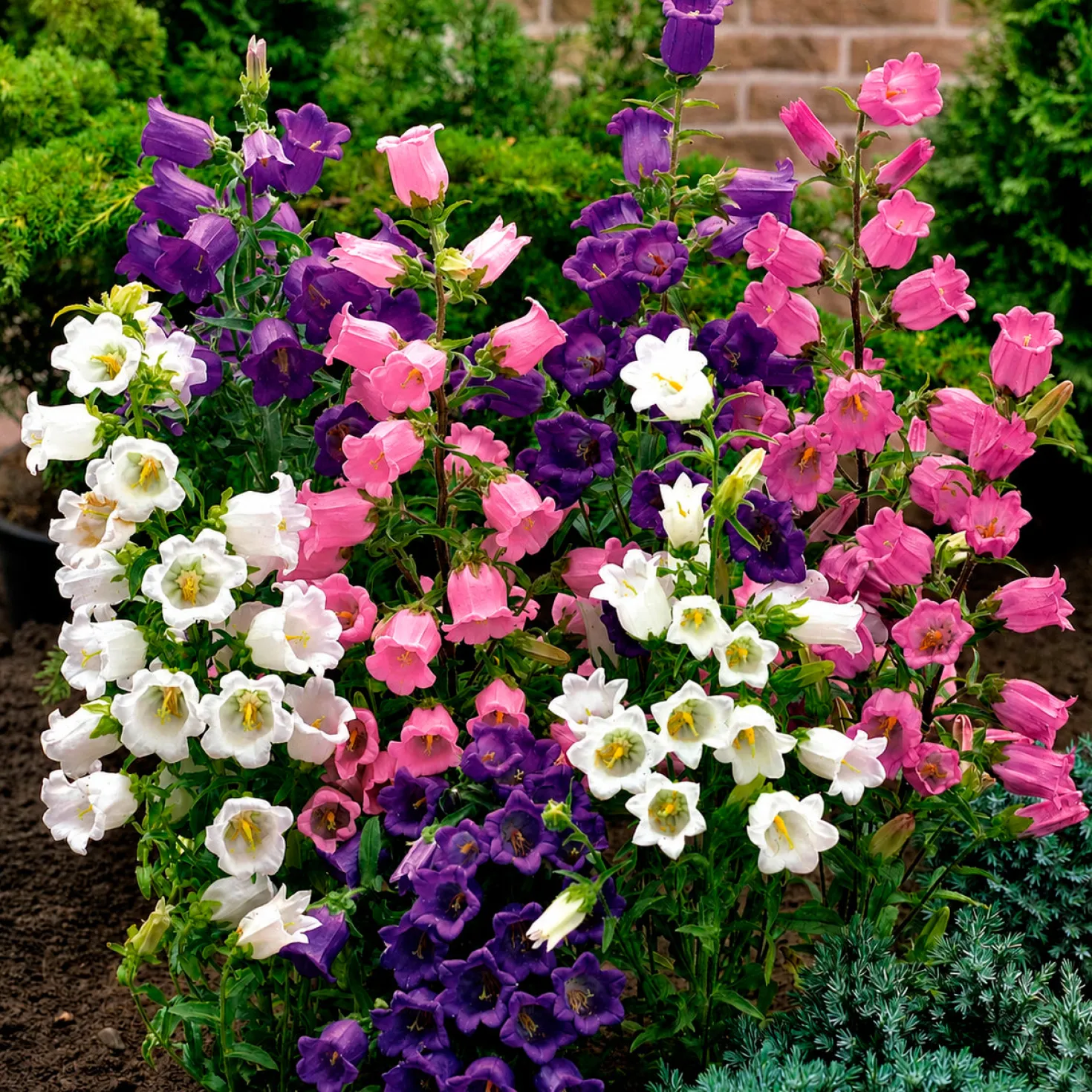 Glockenblumen Mischung Carillon (x2) - Farbe im Garten leicht gemacht