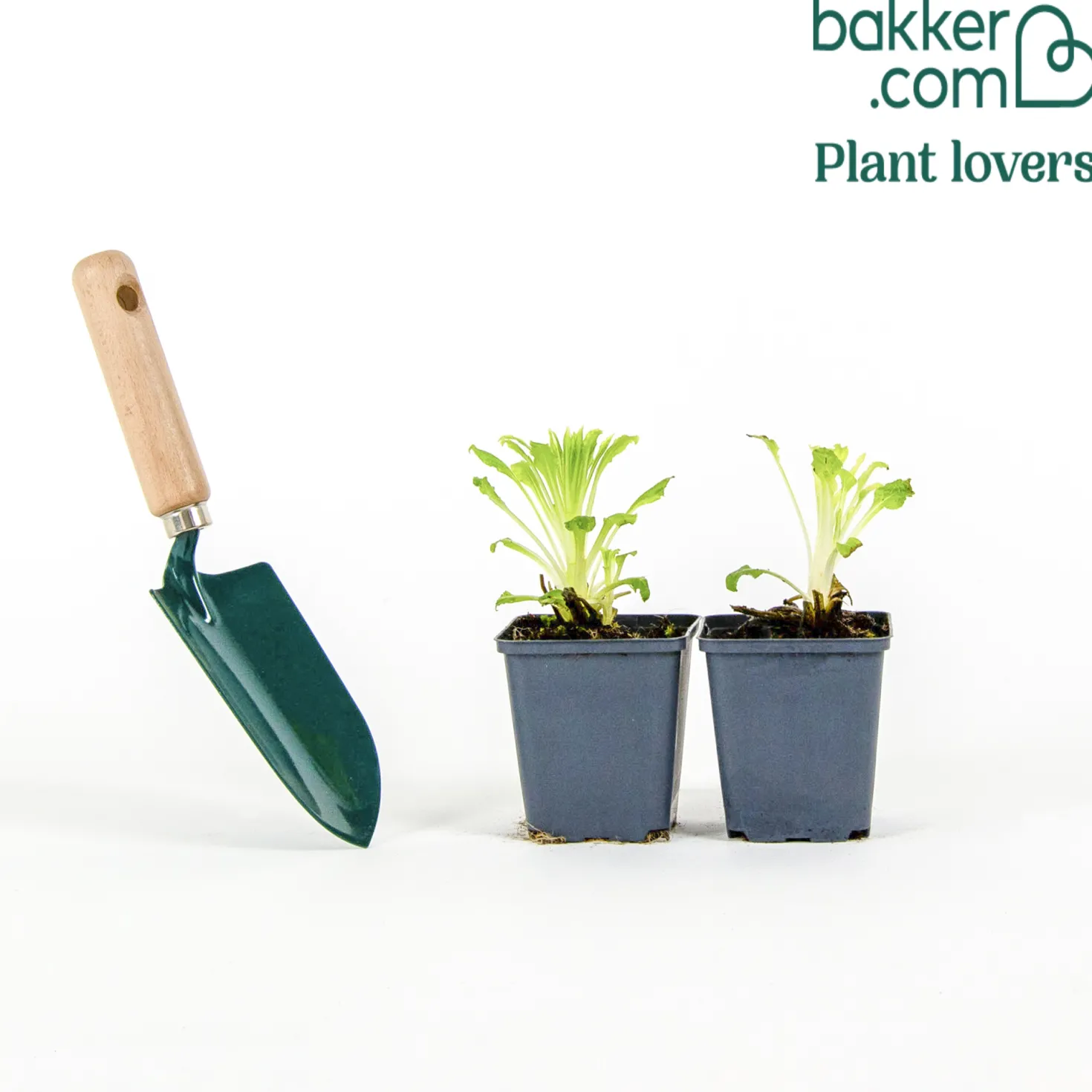 Glockenblumen Mischung Carillon (x2) - Farbe im Garten leicht gemacht