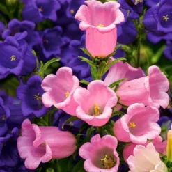 Glockenblumen Mischung Carillon (x2) - Farbe im Garten leicht gemacht