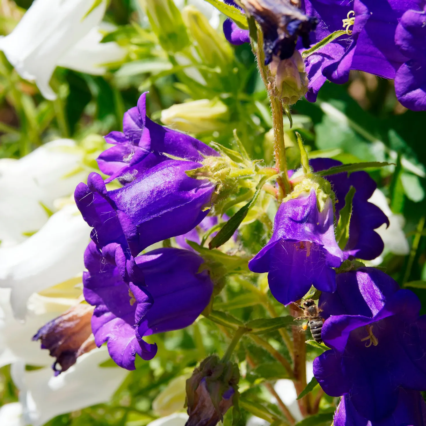 Glockenblumen Mischung Carillon (x2) - Farbe im Garten leicht gemacht