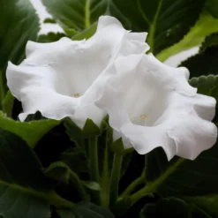 Gloxinie Mont Blanc - Reinweiße Samtblüten im Haus