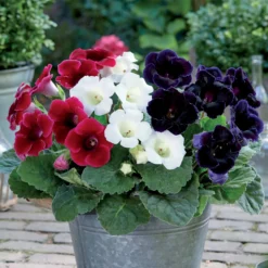 Gloxinien (rot, weiß, blau) (x3) - Samtblüten sofort im Blick