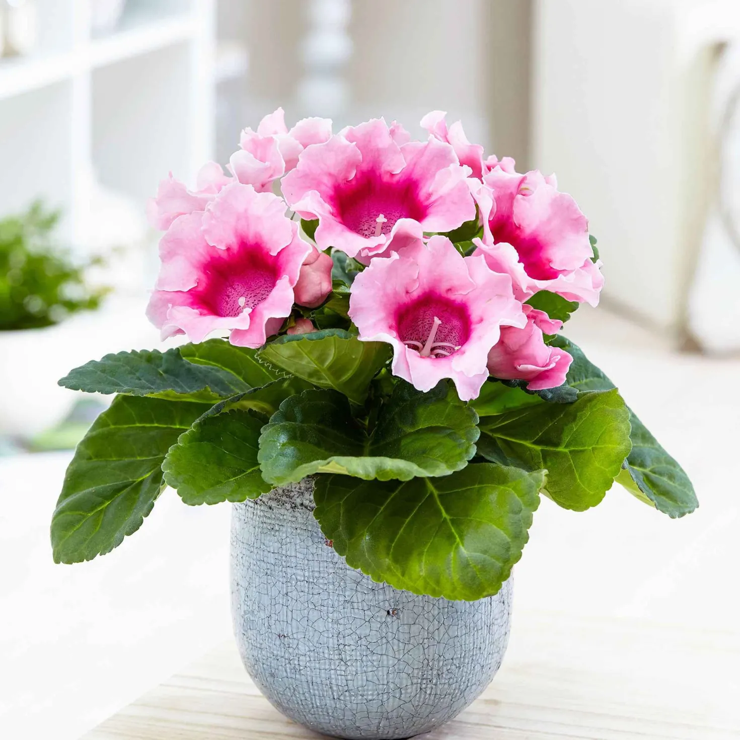 Gloxinie rosa - Samtblüten in sattem Rosa