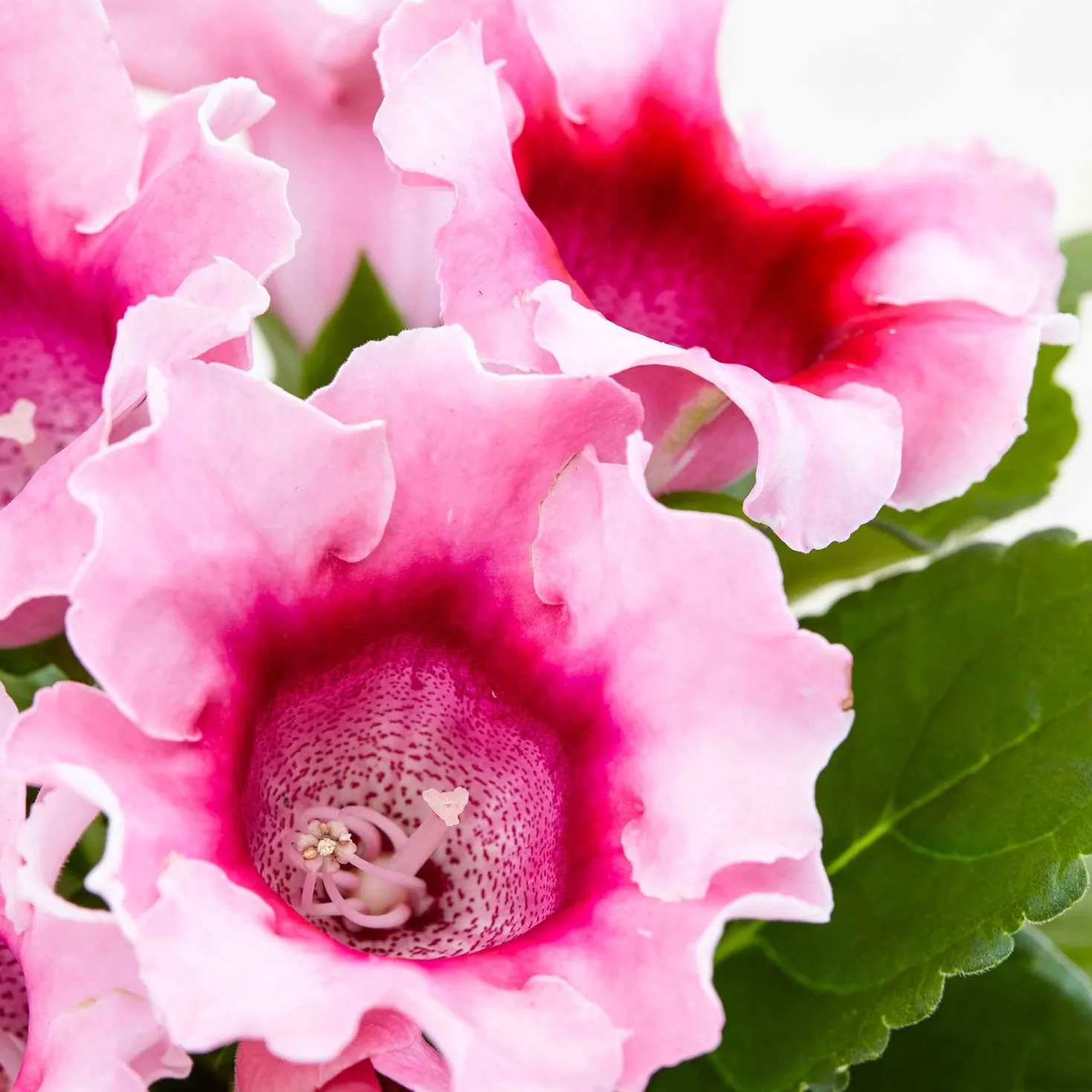 Gloxinie rosa - Samtblüten in sattem Rosa