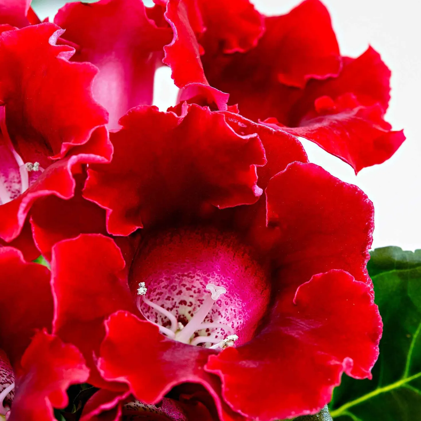 Gloxinie rot - Samtblüten für dunkle Ecken