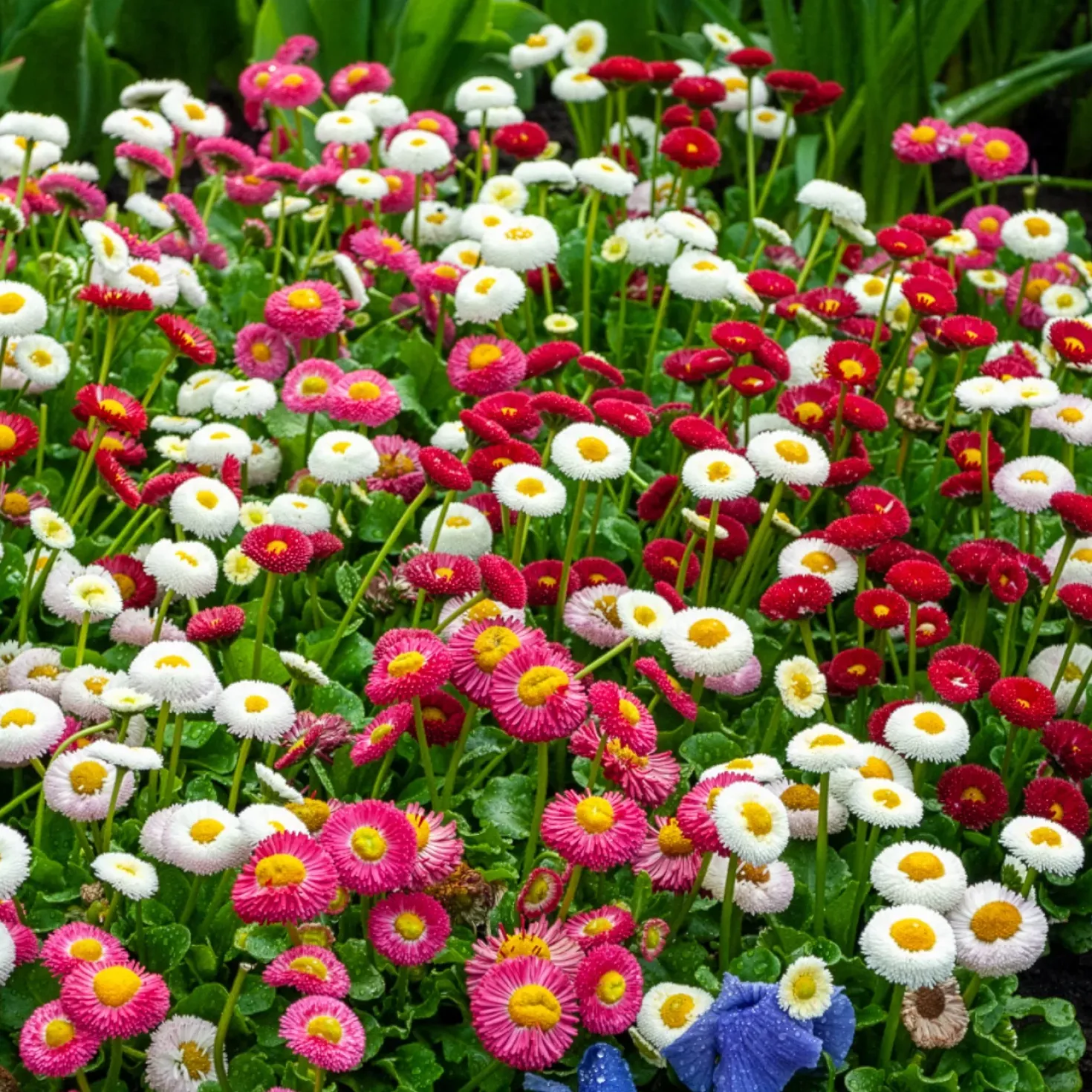 Gänseblümchen Mischung (x2) - Farbenfrohe Blüte im Nu