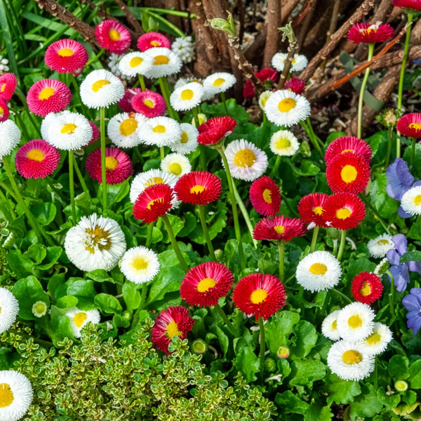 Gänseblümchen Mischung (x2) - Farbenfrohe Blüte im Nu