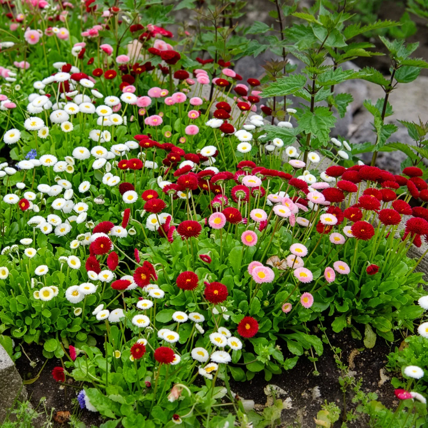 Gänseblümchen Mischung (x2) - Farbenfrohe Blüte im Nu