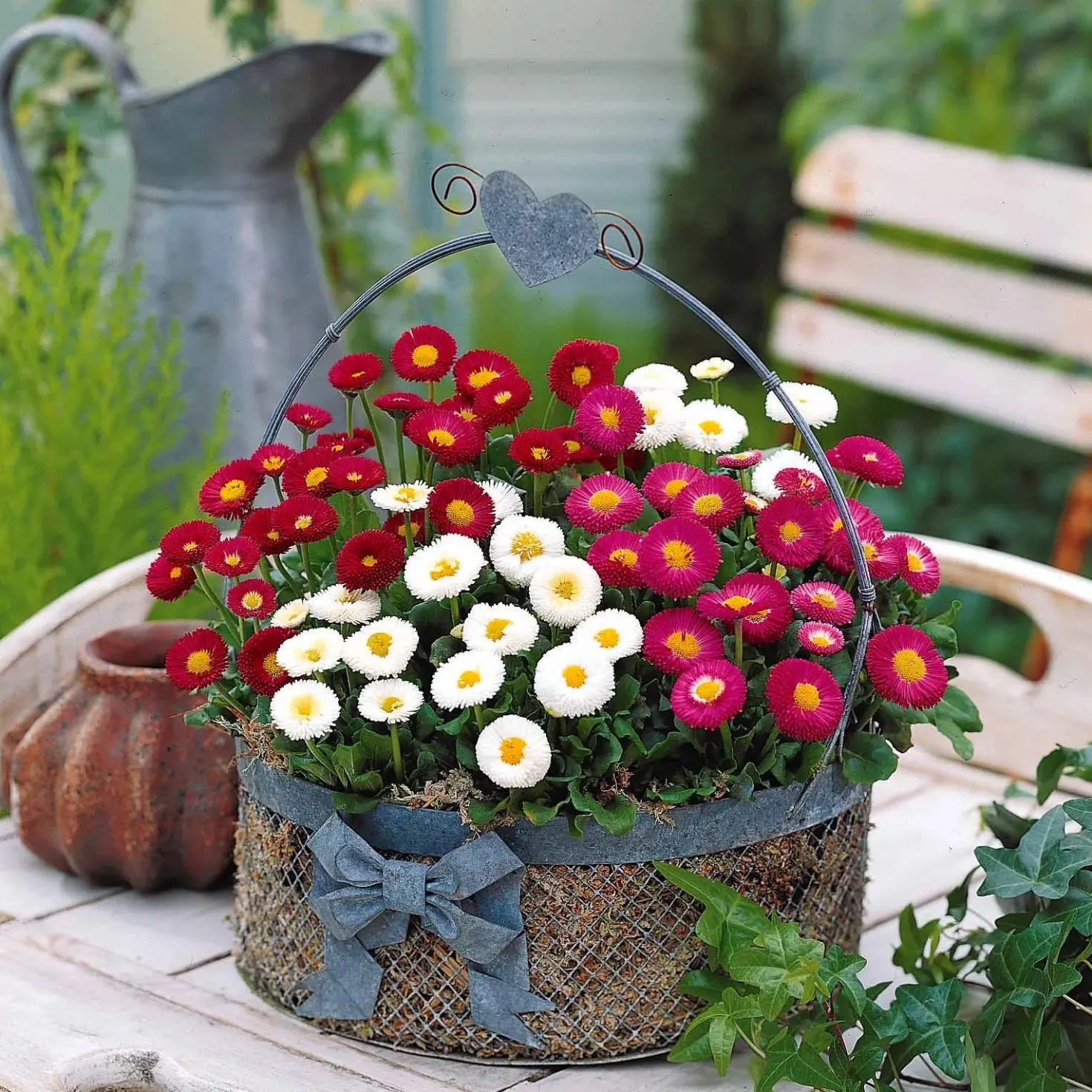 Gänseblümchen Mischung (x2) - Farbenfrohe Blüte im Nu