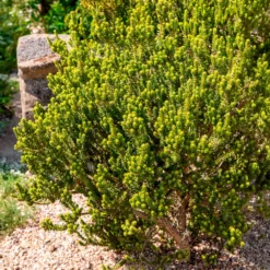 Gänseblümchenstrauch - Meerbrise-Blüten ohne Mühe