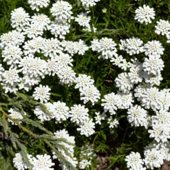 Gänsekresse - Weißes Blütenmeer im Frühjahr
