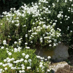 Gänsekresse - Weißes Blütenmeer im Frühjahr