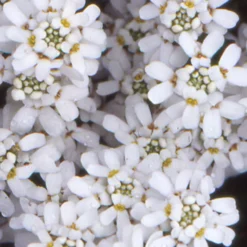 Gänsekresse - Weißes Blütenmeer im Frühjahr