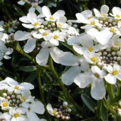 Gänsekresse - Weißes Blütenmeer im Frühjahr