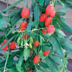 Goji-Beere 'Princess Tao' - Superfrucht direkt vom Balkon