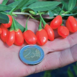 Goji-Beere 'Princess Tao' - Superfrucht direkt vom Balkon