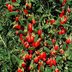 Gojibeere - Superfrucht aus dem Garten