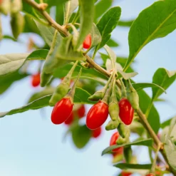 Gojibeere - Superfrucht aus dem Garten