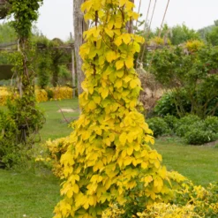Gold-Hopfen Aureus - Goldwand in einer Saison