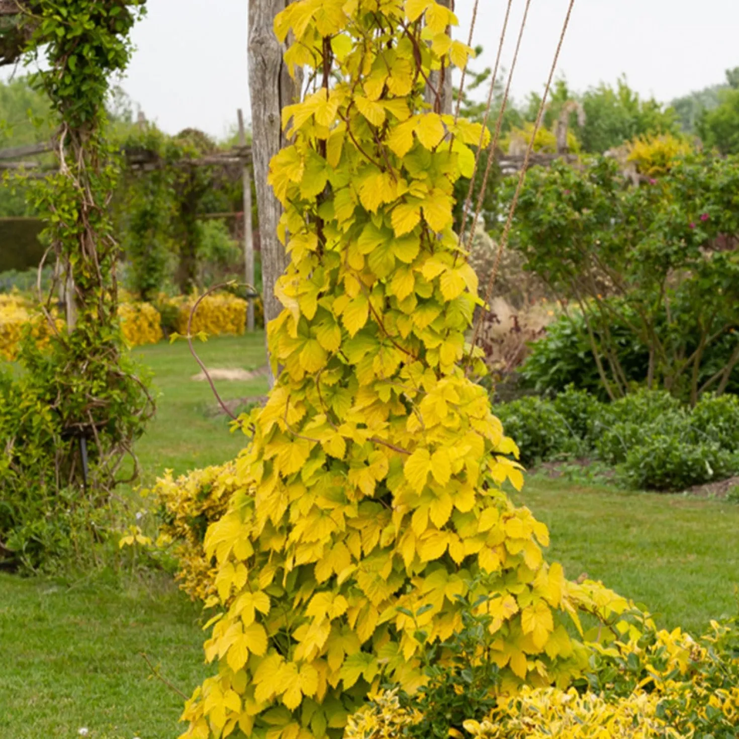 Gold-Hopfen Aureus - Goldwand in einer Saison