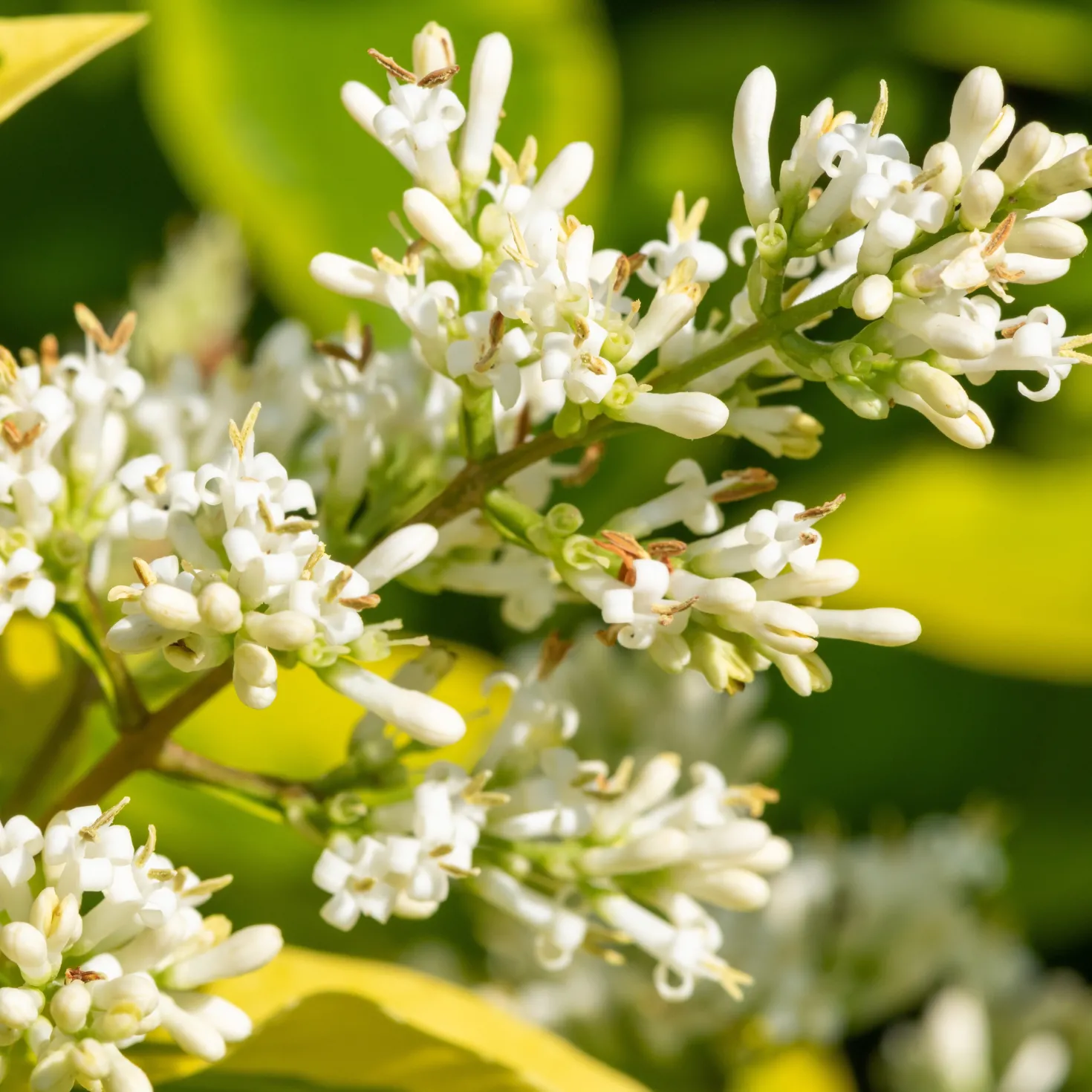 Goldliguster Aureum - Goldene Hecke im Nu