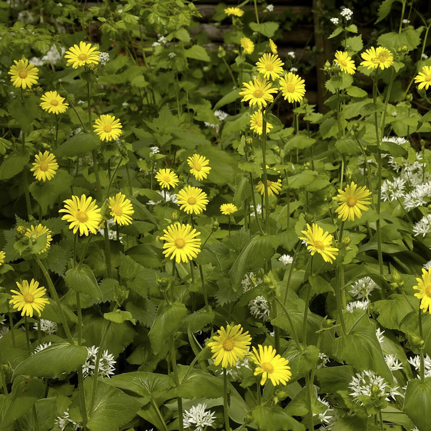 Goldmargerite - Sonnengelb den ganzen Sommer