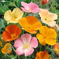 Goldmohn Eschscholzia californica - Leuchtend orange, kinderleicht