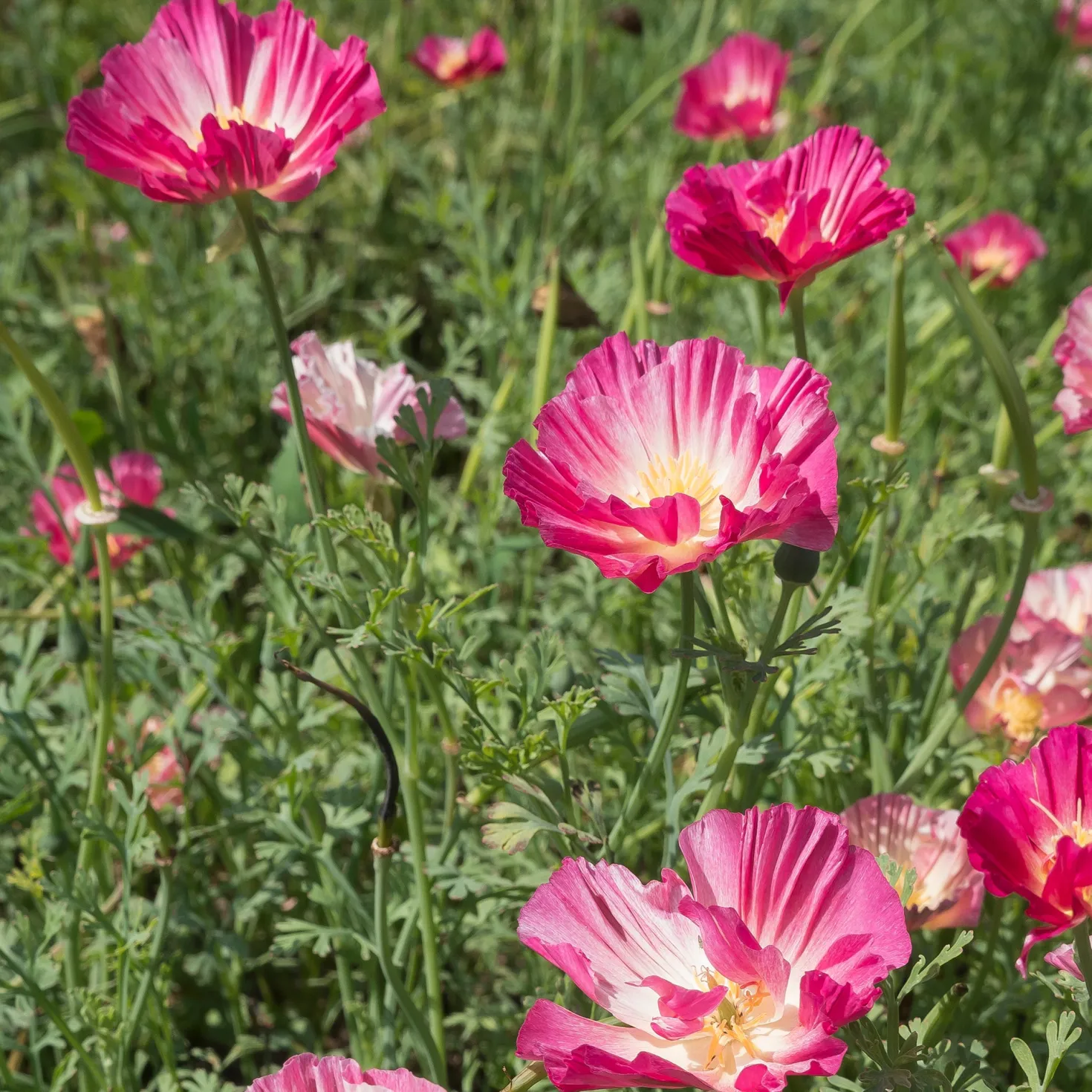 Goldmohn 'Thai Silk Appleblossom' - Zarter Blütenteppich in Rosa