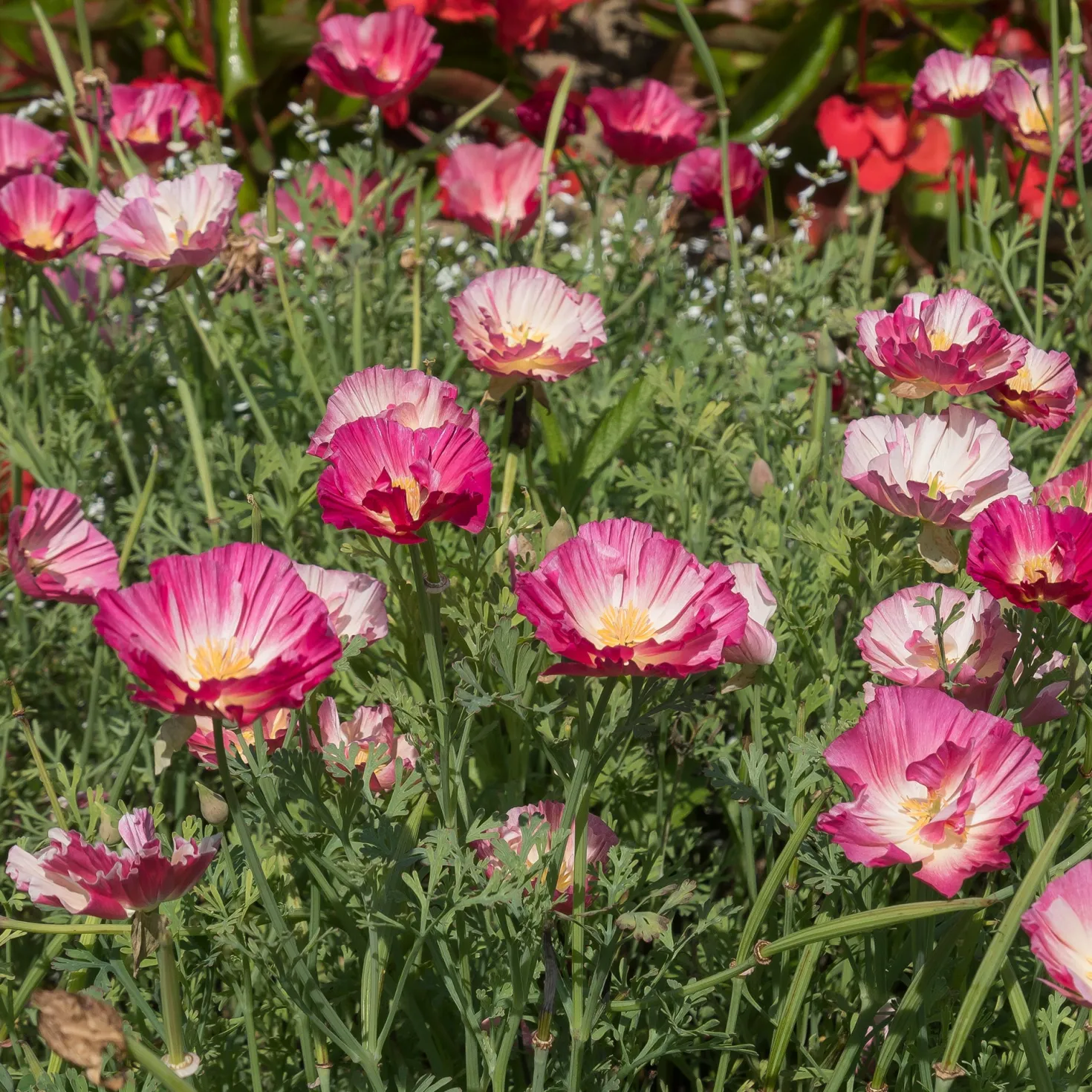 Goldmohn 'Thai Silk Appleblossom' - Zarter Blütenteppich in Rosa