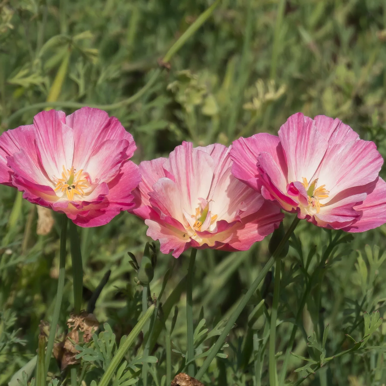 Goldmohn 'Thai Silk Appleblossom' - Zarter Blütenteppich in Rosa