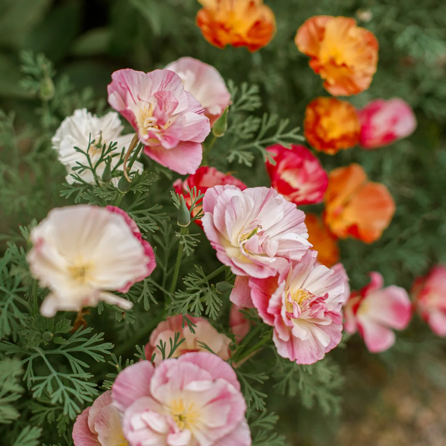 Goldmohn 'Thai Silk Appleblossom' - Zarter Blütenteppich in Rosa